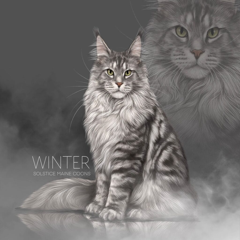 8d433cca a57f 48b1 9998 22217f6ba463 black silver classic tabby Maine Coon cat