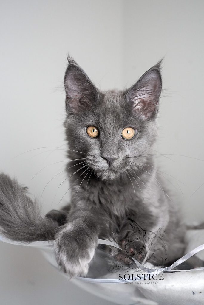 phoenix arizona blue smoke maine coon female kitten for sale