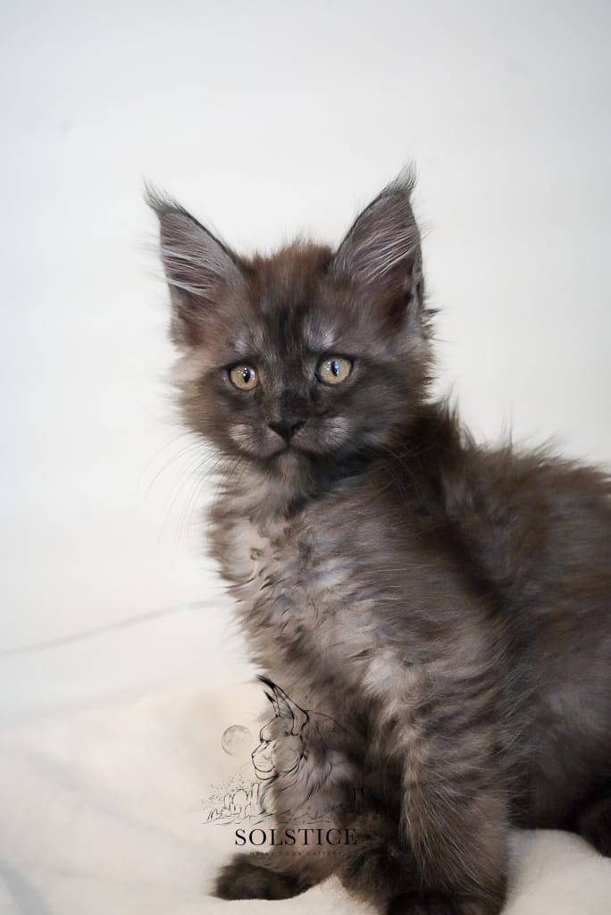 IMG 0708 black smoke female maine coon kitten in Arizona