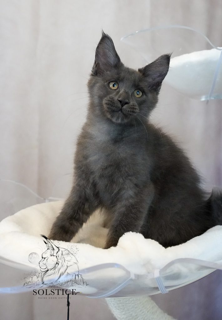 Blue smoke Maine Coon kitten sitting on a KBS Pets cat tree, showing off his plush coat and classic Maine Coon profile
