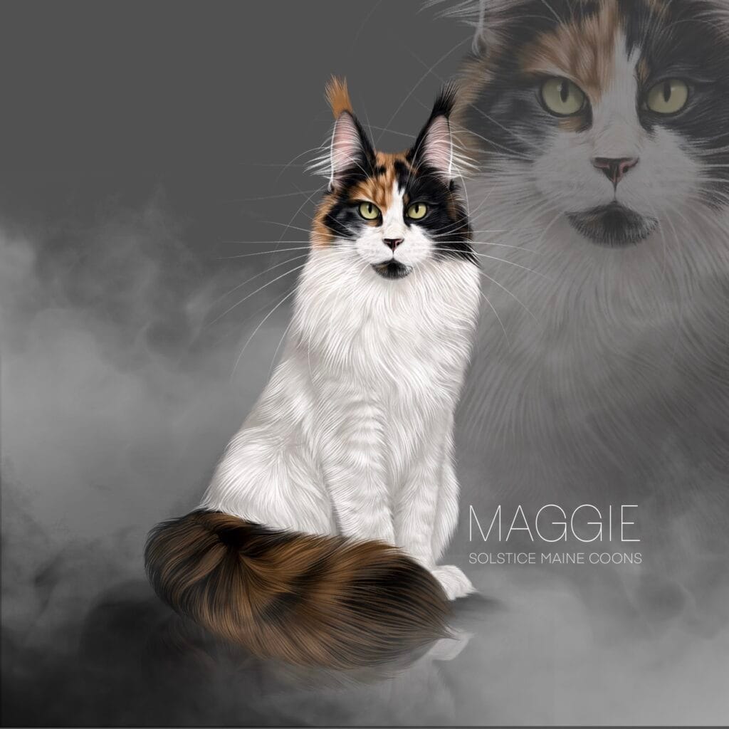black tortie bi color calico Maine Coon female solstice Maine Coons arizona