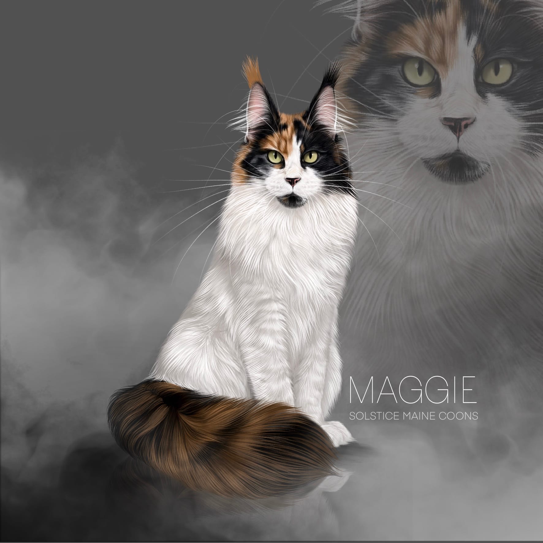 Solstice Maine Coons | Ethical Maine Coon Breeder in Arizona Maggie black tortie with white maine coon queen solistice maine coons