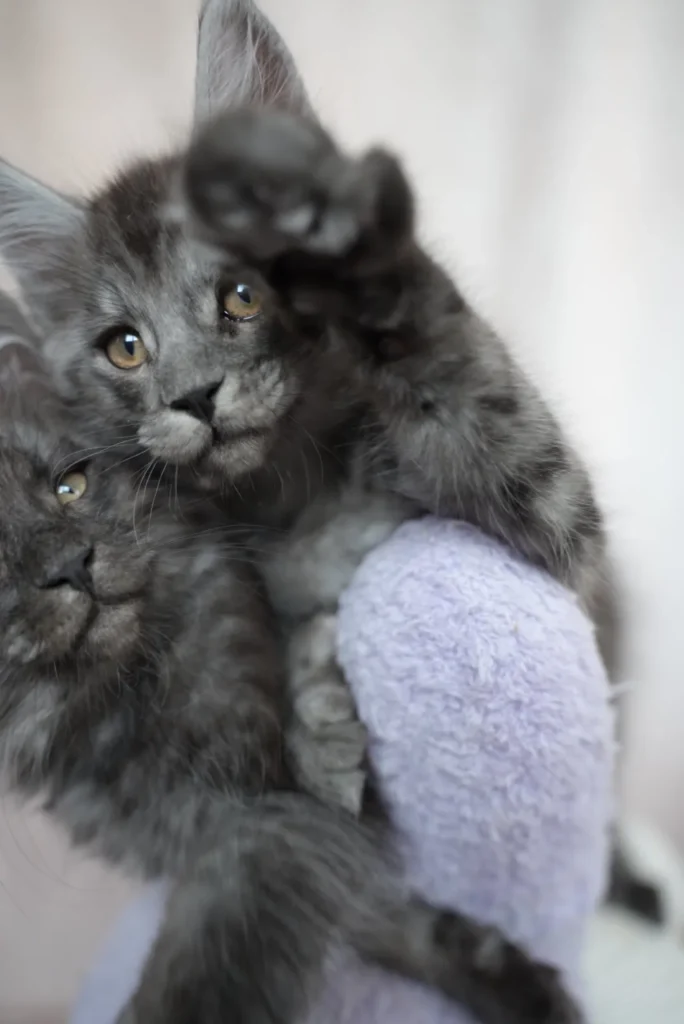 two black smoke maine coon kittens in queen creek arizona