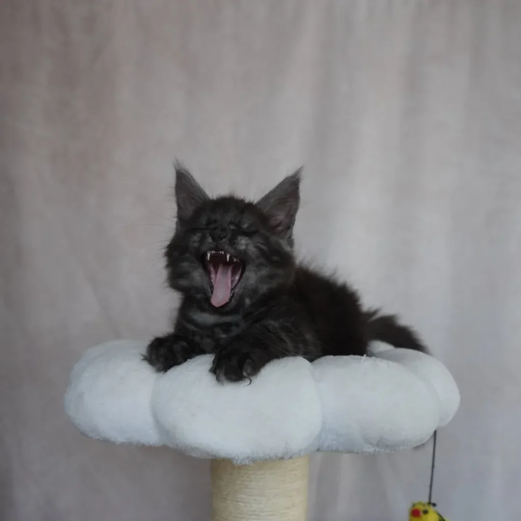 black smoke male maine coon kitten yawning so big. Queen Creek Arizona Solstice Maine Coons