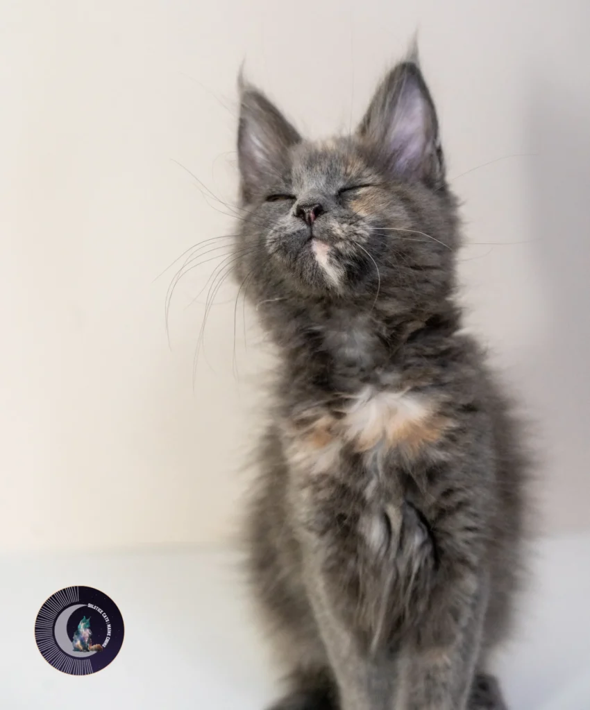 blue tortie Maine Coon kitten solstice Maine Coons queen creek az