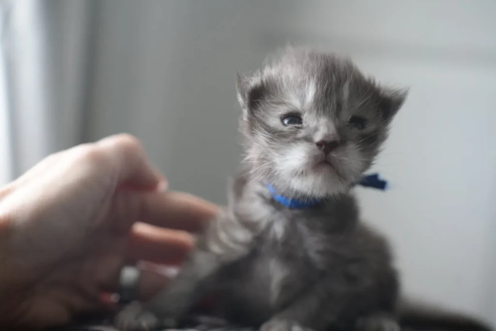 Maine Coon kitten for sale arizona Maine Coon kitten adoption