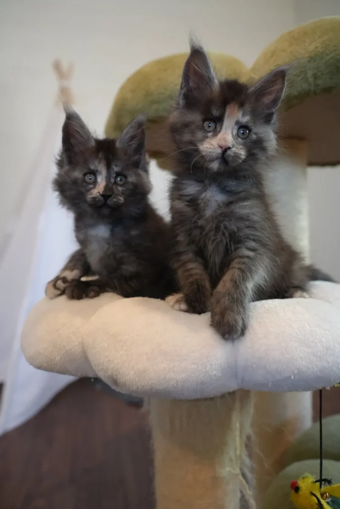 two black smoke tortie female maine coon kittens from solstice Maine Coons in queen creek arizona