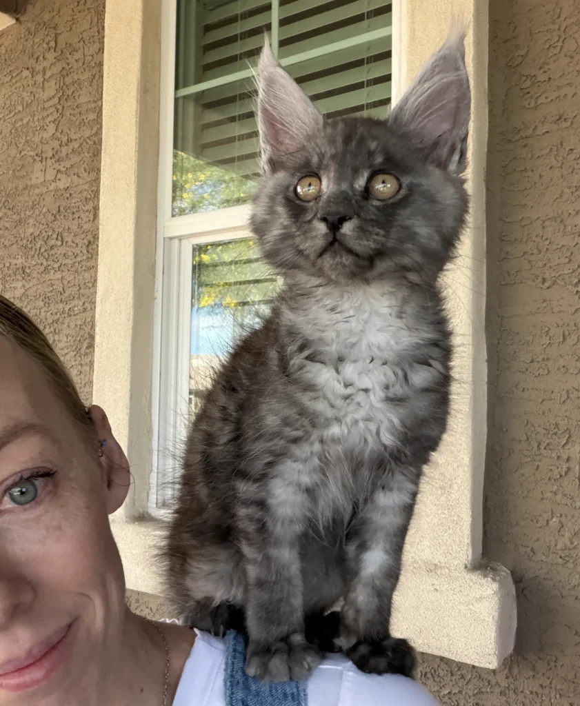 teaching a solstice maine coon black smoke kitten to sit on my shoulder so he can ride with his new dad in the wheelchaie