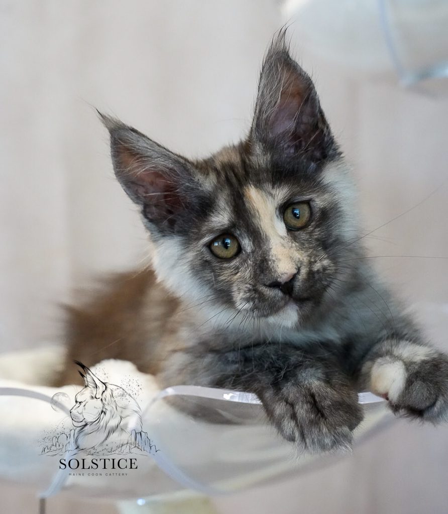 susie black smoke tortie maine coon 12 week old Maine Coon black smoke tortie