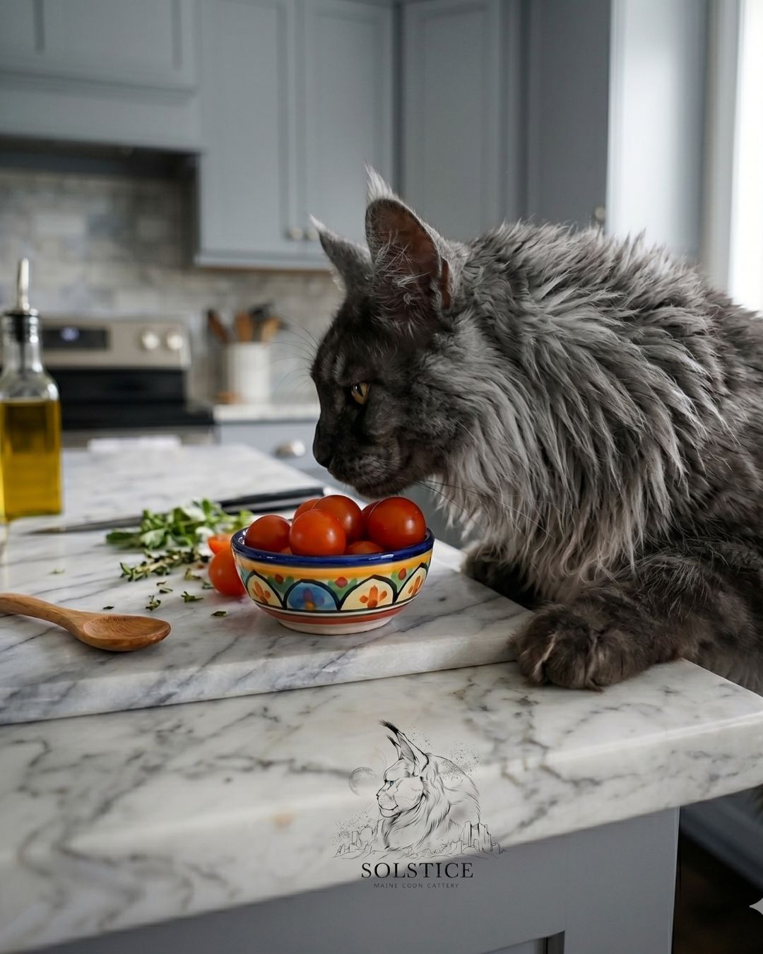 A majestic, fierce black smoke Maine Coon cat inspired by Morpheus from Solstice Maine Coons investigating a dish of tomatoes on a luxury marble kitchen island. This close-up highlights food hazards for curious kittens in a high-end Phoenix, Arizona home.