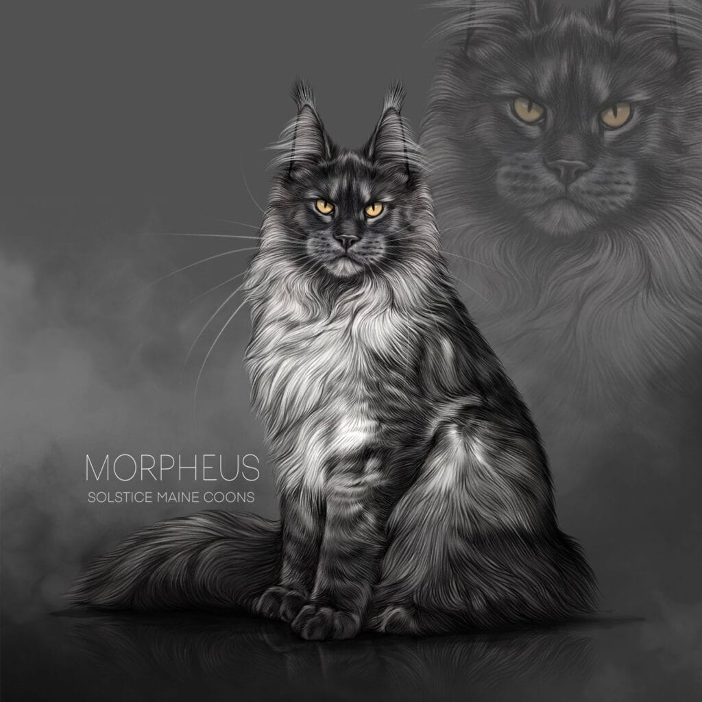 Stunning black smoke Maine Coon male cat with a fluffy coat and strong structure