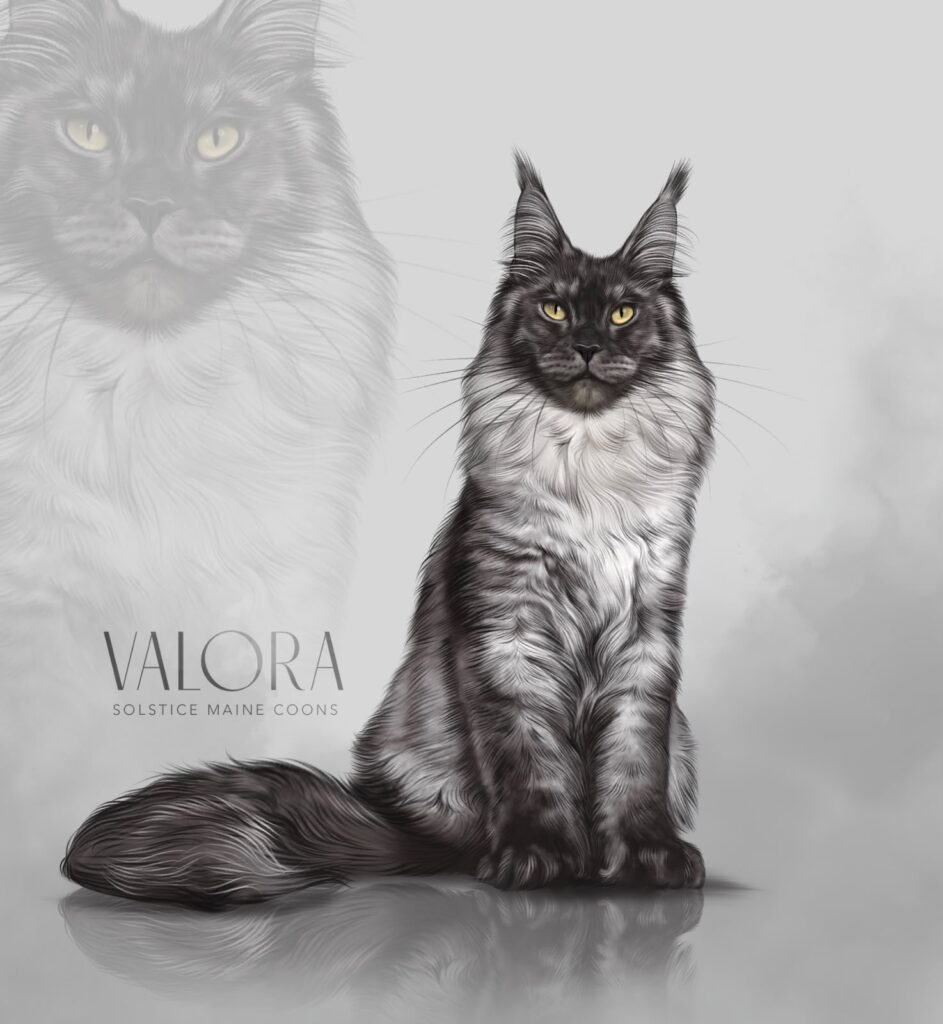 Solstice Maine Coons Black Smoke kitten, future queen illustrated by Ploarts