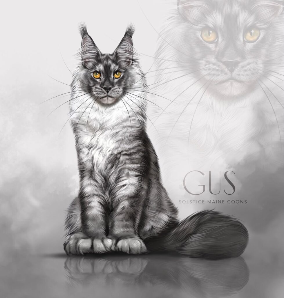 black smoke polydactyl Maine Coon phoenix arizona maine coon breeder solstice cats