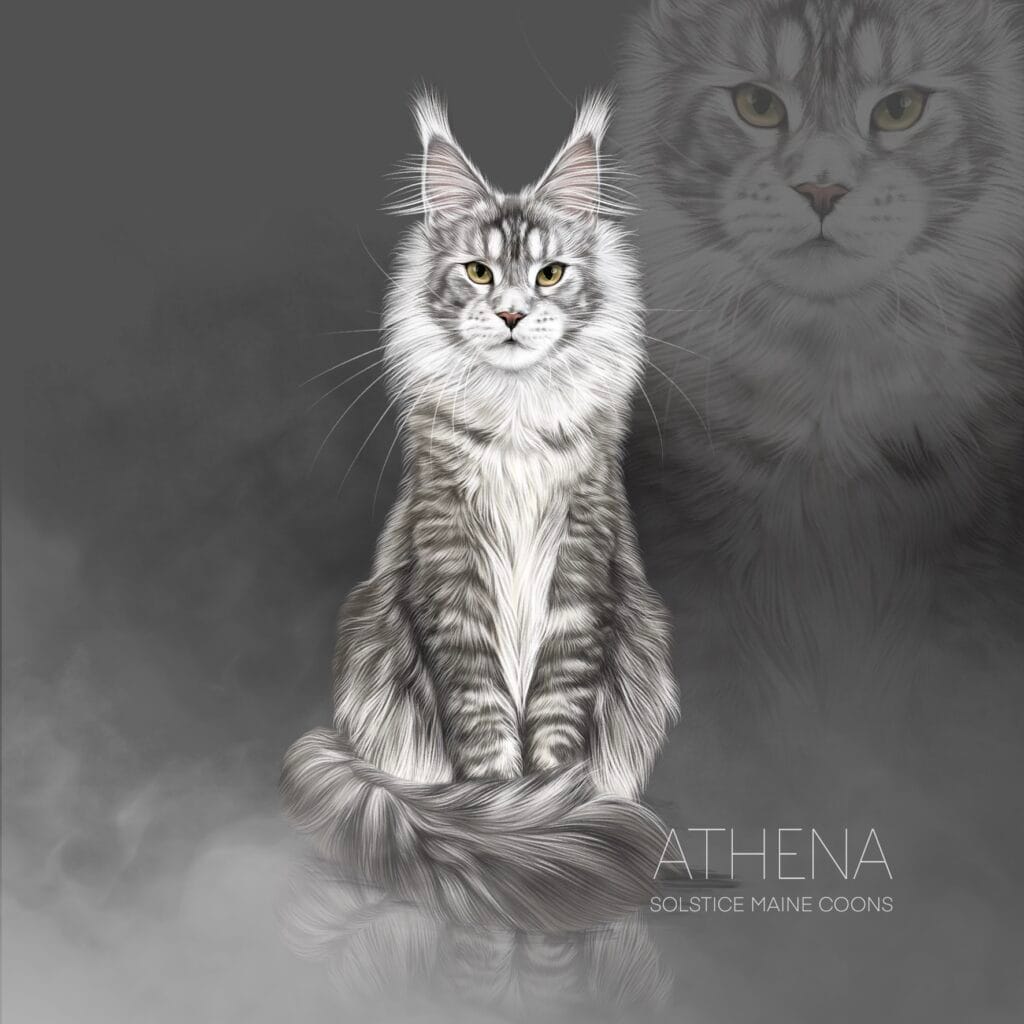 Friendly black silver ticked tabby Maine Coon queen at Solstice Cats cattery