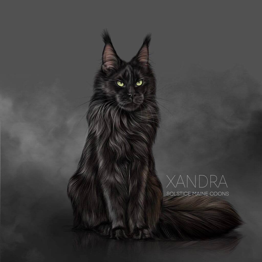 Beautiful solid black Maine Coon female cat resting comfortably indoors