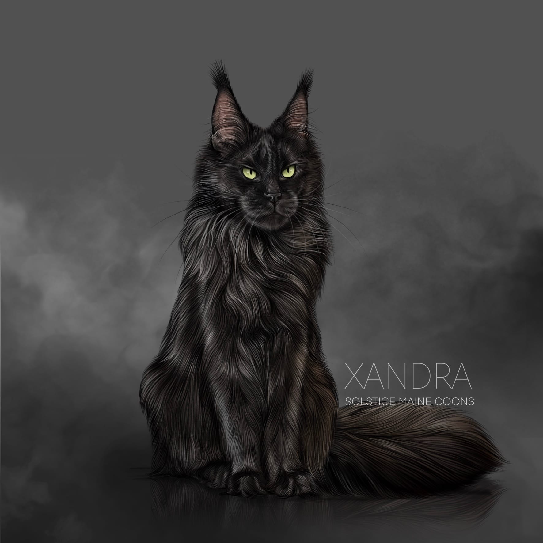 Available Maine Coon Kittens | Solstice Maine Coons Dorothy Xandra black maine coon queen solstice maine coons
