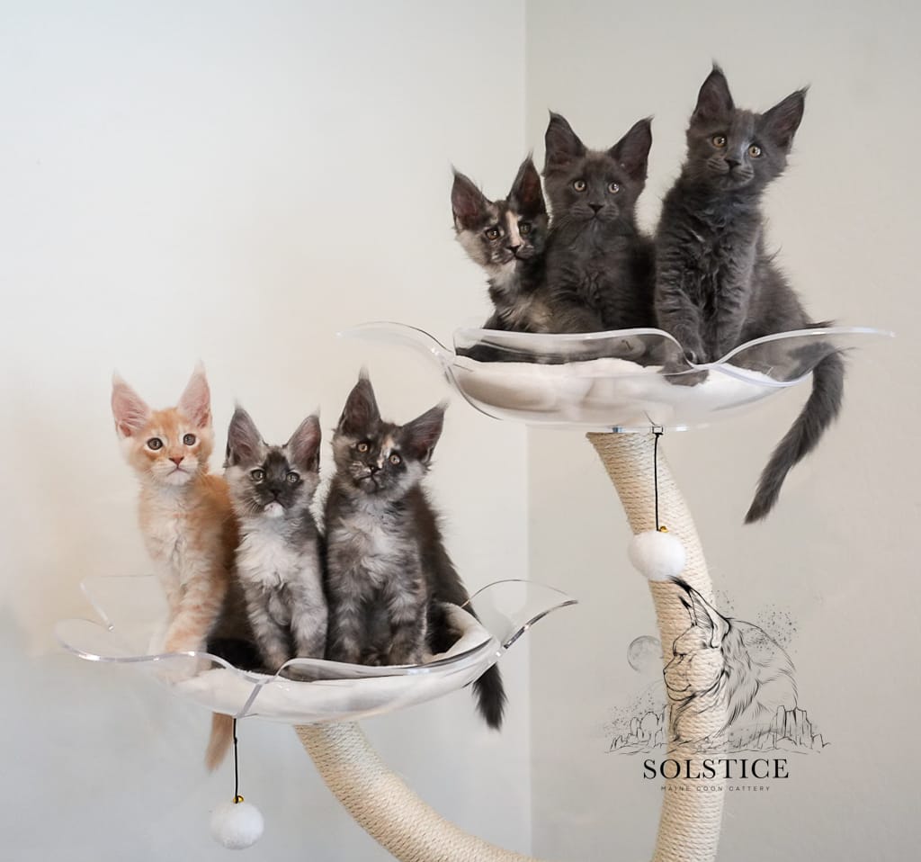 New Maine Coon kittens essentials Solstice Maine Coon Kittens on two perches of a KBS Pets oragami cat tree