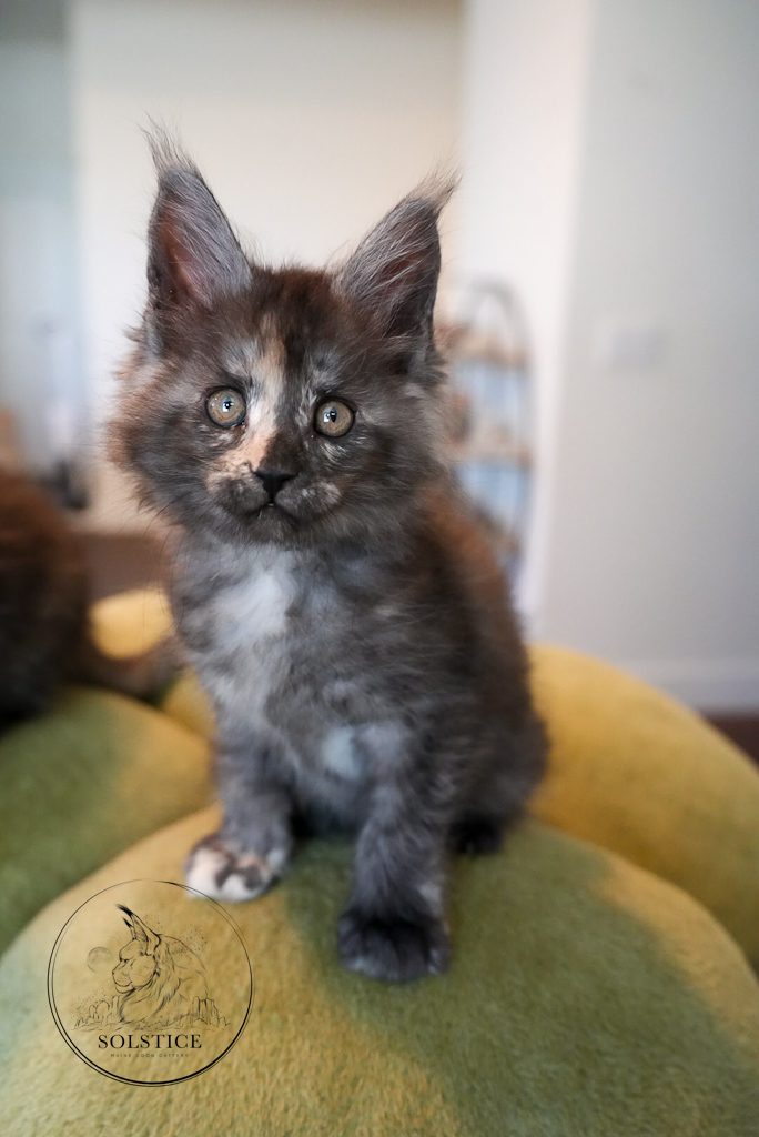 Black smoke tortie Maine Coon kitten Eclipse sitting calmly and looking alert