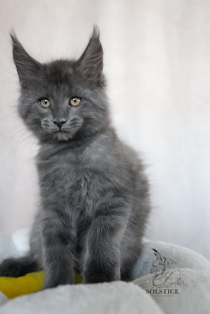blue smoke maine coon male kitten sitting up on the cat tree looking at the camera with golden eyes phoenix arizona maine coon kittens solstice maine coons