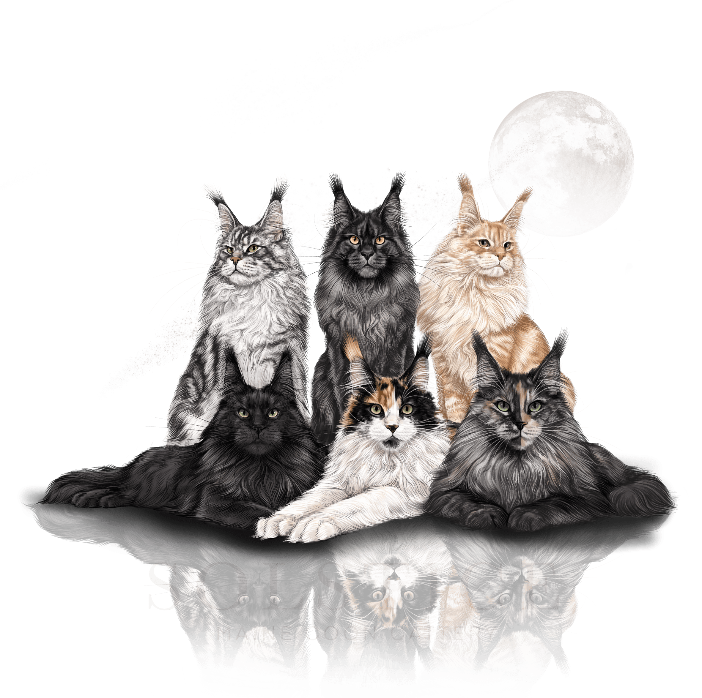 Maine Coon breeder Arizona Solstice Maine Coon Cats Sires and Queens Illustration with Moon
