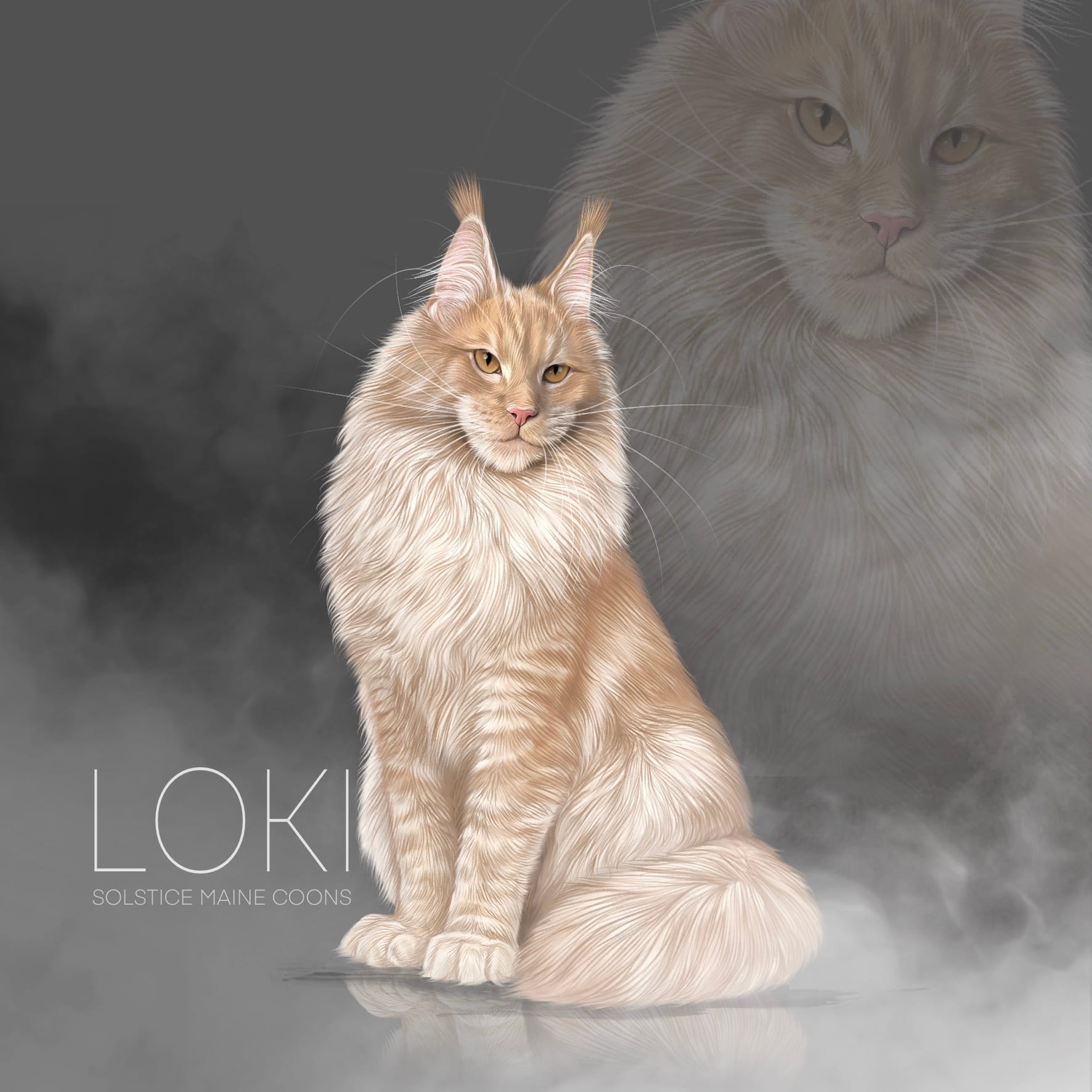 Available Maine Coon Kittens | Solstice Maine Coons Loki Alfredo cream smoke maine coon sire solstice maine coons
