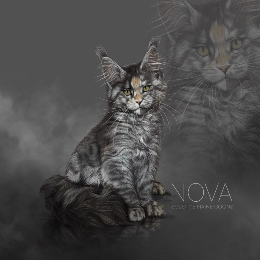 Nova, a black smoke tortie Maine Coon queen at Solstice Maine Coons