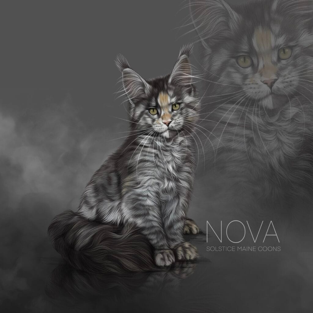 Nova black smoke tortie solstice maine coons illustration Sweet black smoke tortie Maine Coon kitten looking up curiously