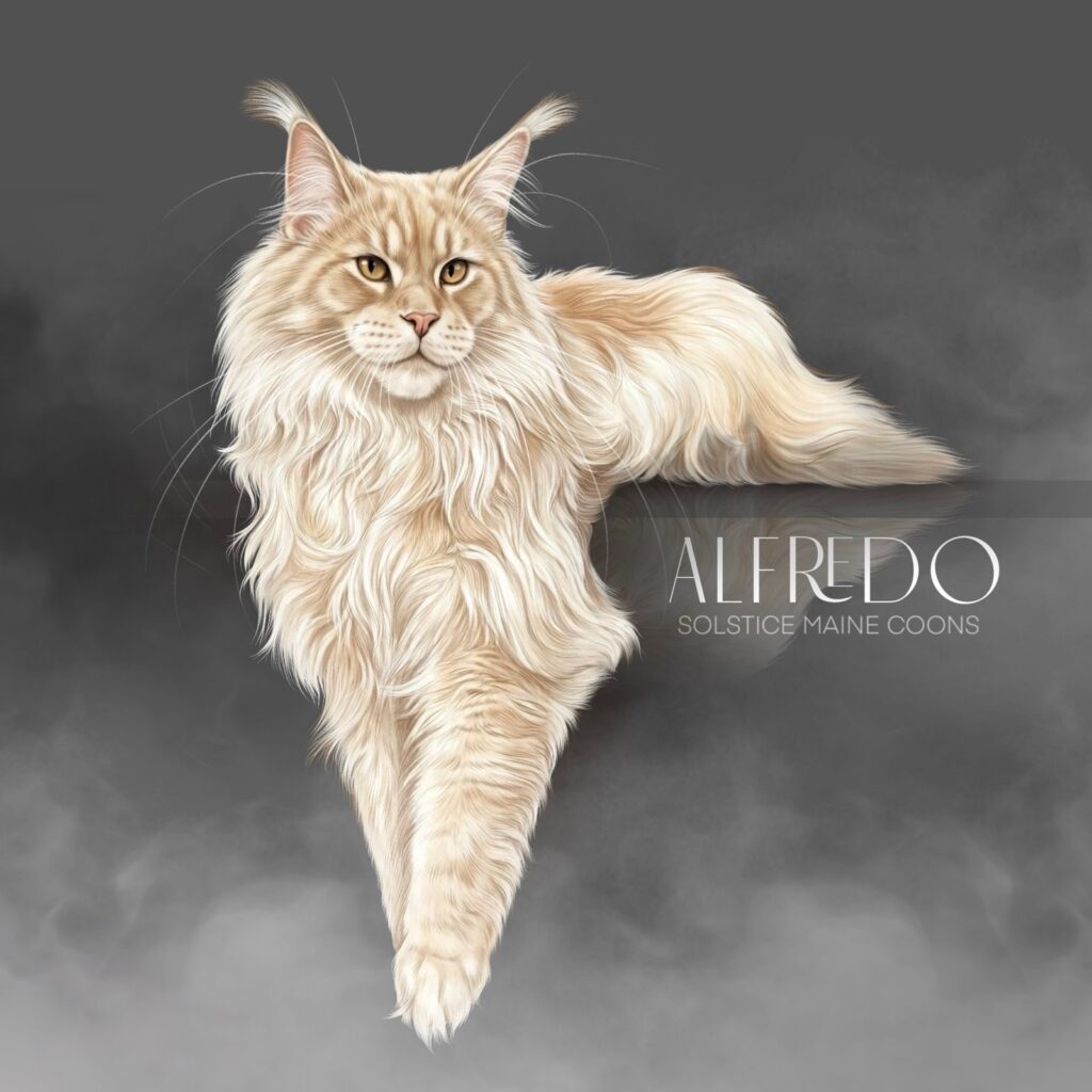 Alfredo, cream smoke Maine Coon sire at Solstice Maine Coons