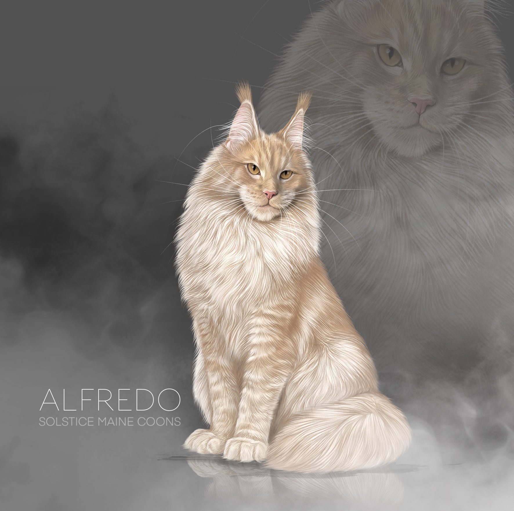 Maine Coon Litters alfredo cream smoke maine coon sire solstice