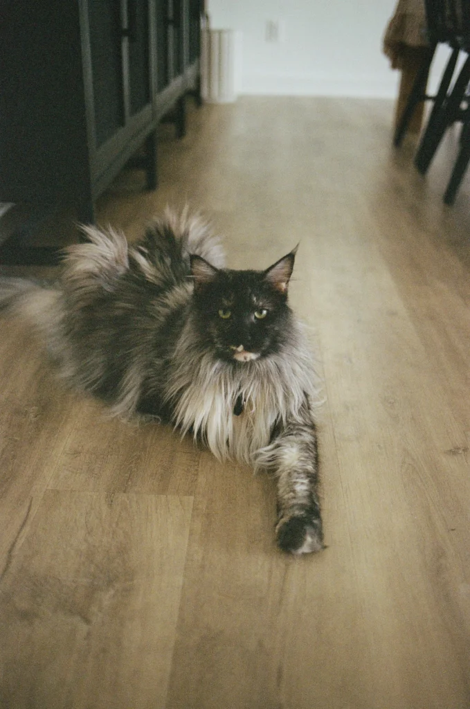 Two-year-old black smoke tortie Maine Coon female with a long coat, full ruff and bushy tail