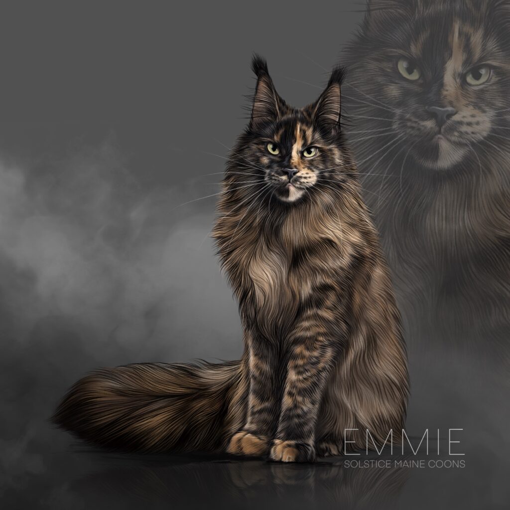 Illustration of Emmie, a black tortie Maine Coon queen at Solstice Maine Coons in Arizona