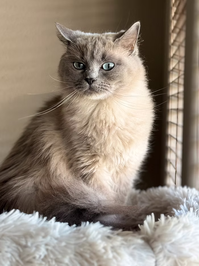 blue ragdoll queen Ragcoon kittens