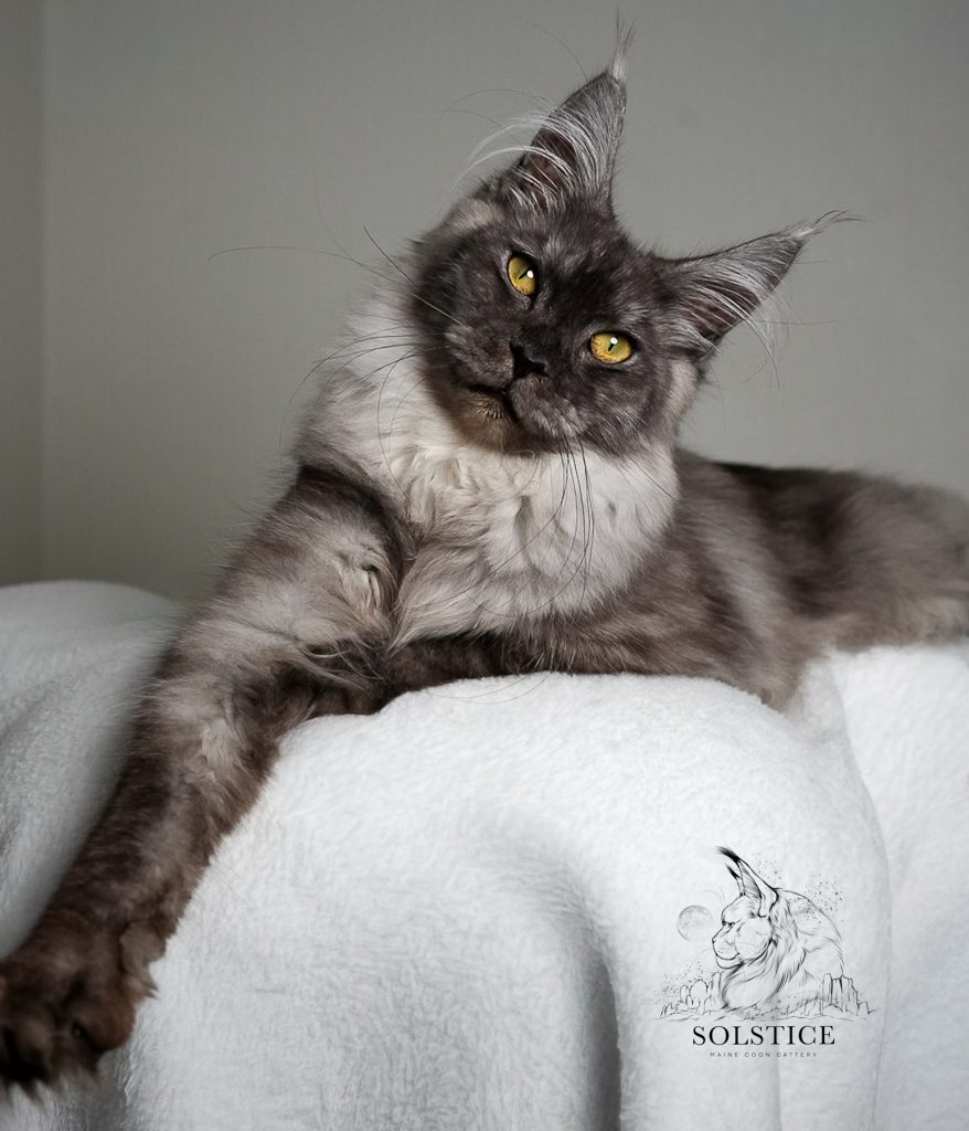 color genetics in maine coons phoenix arizona maine coon breeder black smoke queen