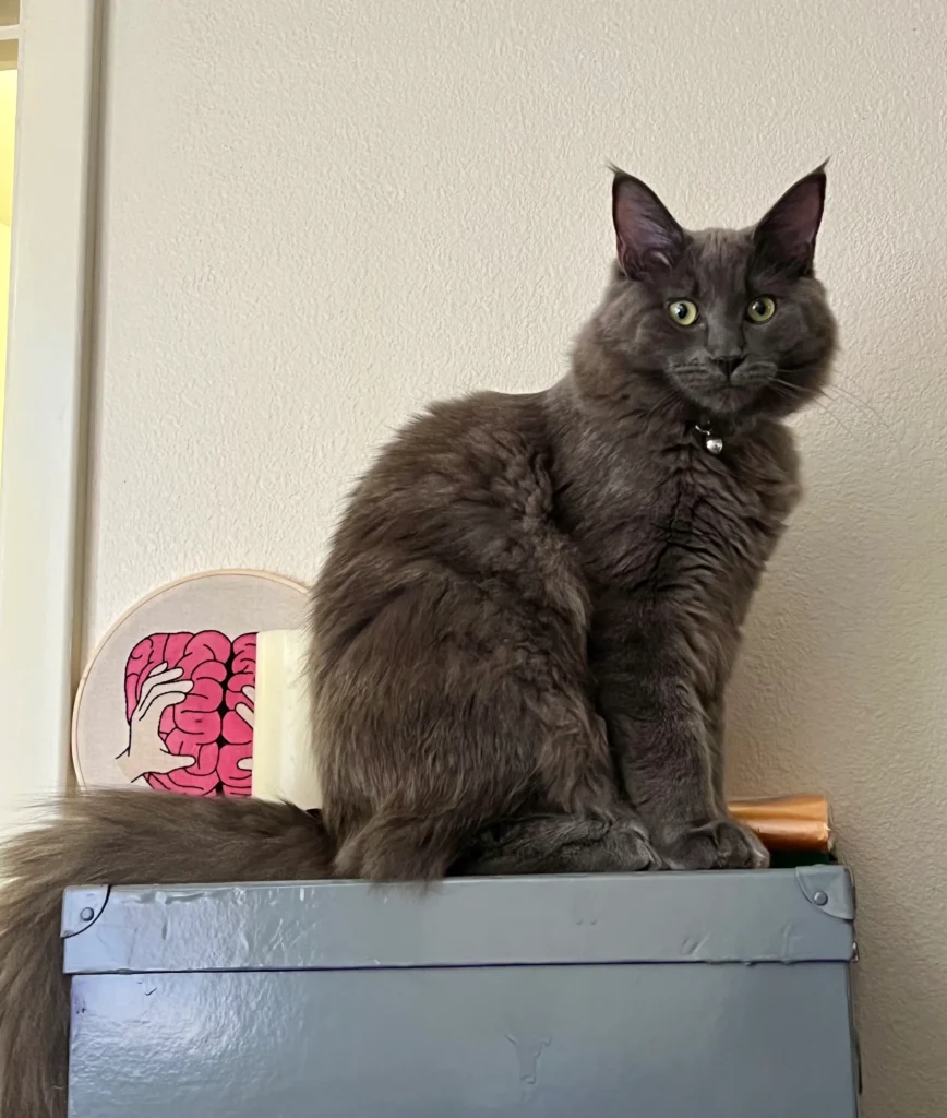Big, a Ragdoll Maine Coon mix from our Avie and Thor litter, at 10 months old
