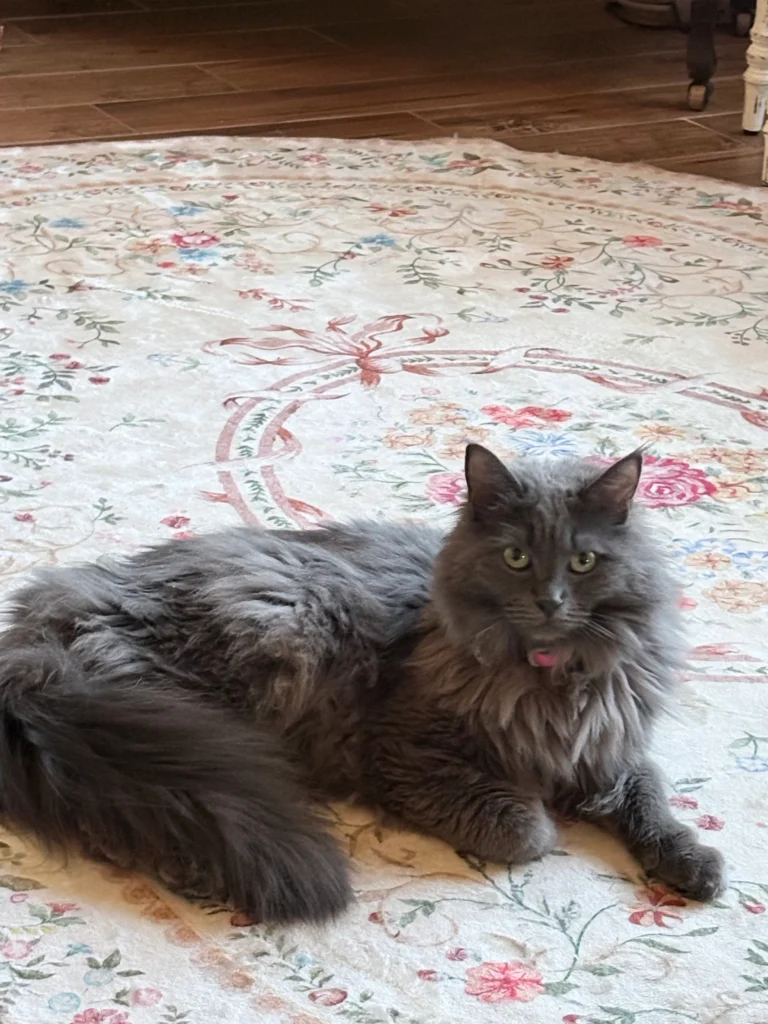 Kiara, a Ragdoll Maine Coon mix from our Avie and Thor litter, at 15 months old