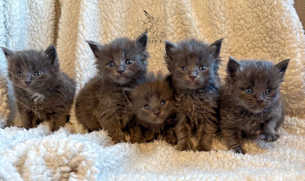 Five Ragdoll Maine Coon mix kittens together on a white blanket