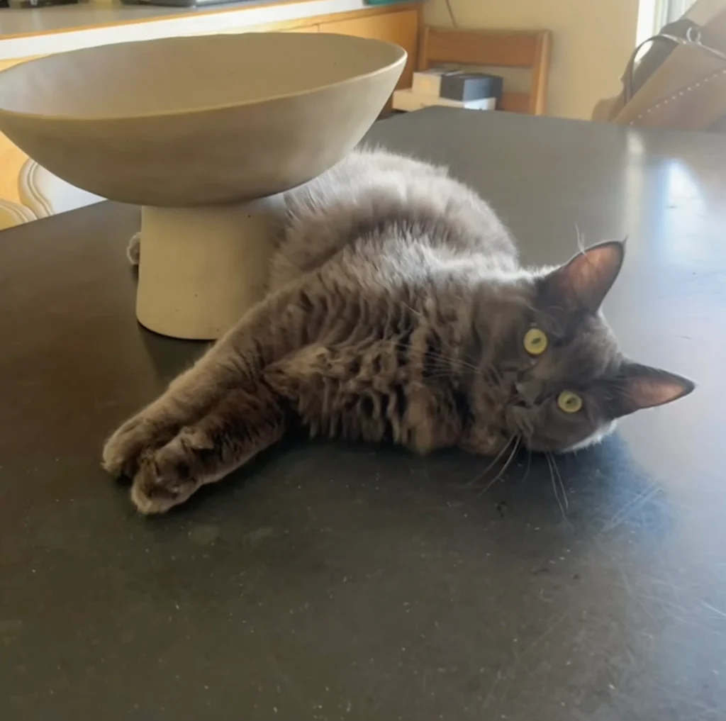 Spec, a Ragdoll Maine Coon mix from our Avie and Thor litter, at 10 months old