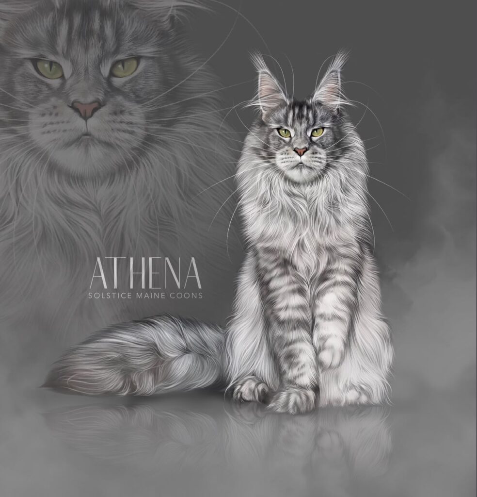 black silver ticked tabby Maine Coon female solstice Maine Coon cattery phoenix.