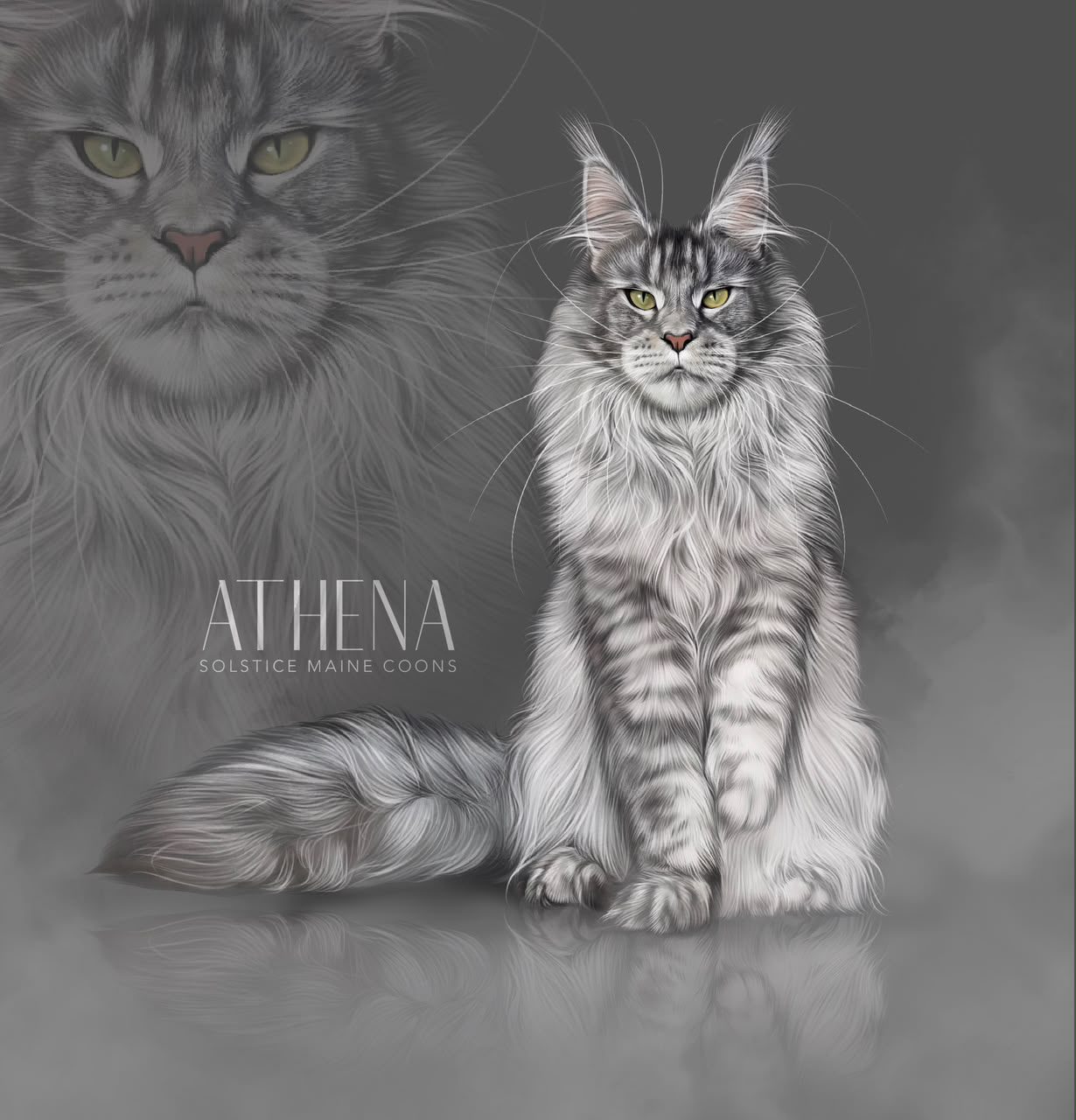 Available Maine Coon Kittens | Solstice Maine Coons 946d0757 b5b0 42f5 8519 e6f2803402b7