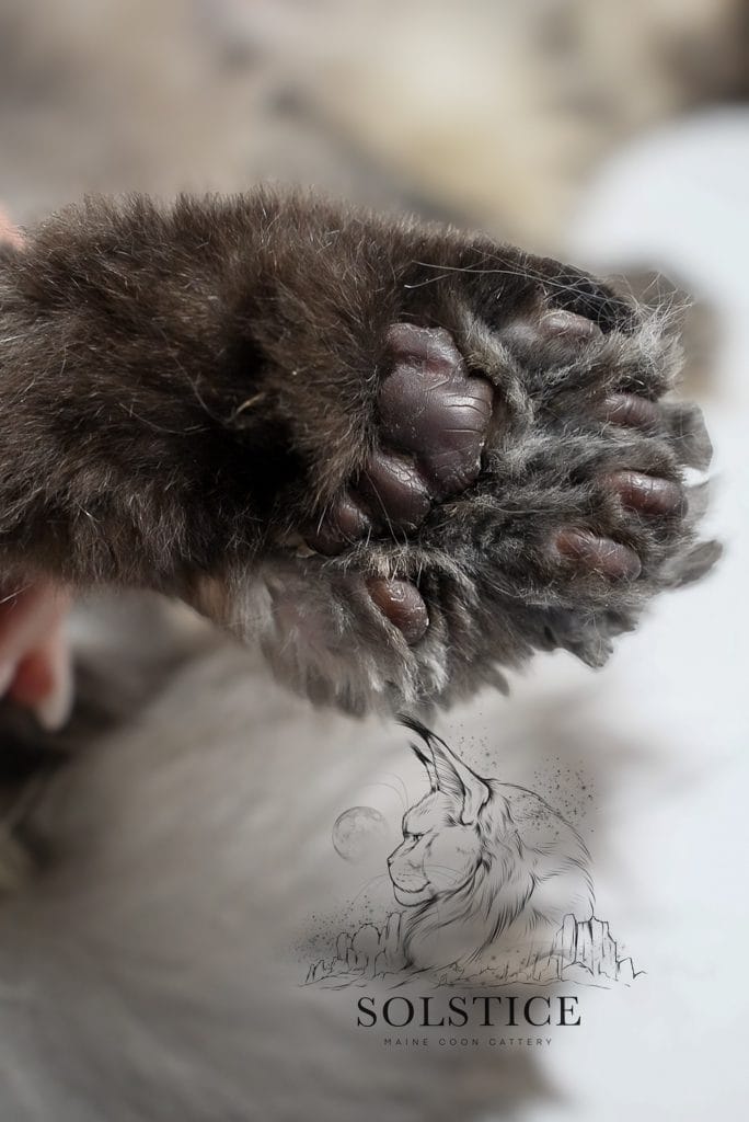 polydactyl Maine Coon back paw close up. 8 month old male with 7 toes