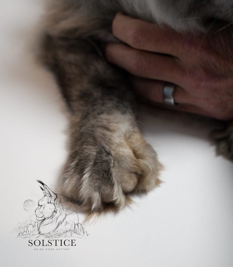 polydactyl Maine Coon kitten mitten paw 6 toes