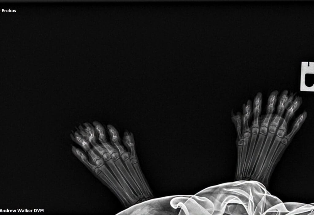 Rear paw X-ray of Erebus, a 29-toed polydactyl Maine Coon, showing additional digits on the hind paws.