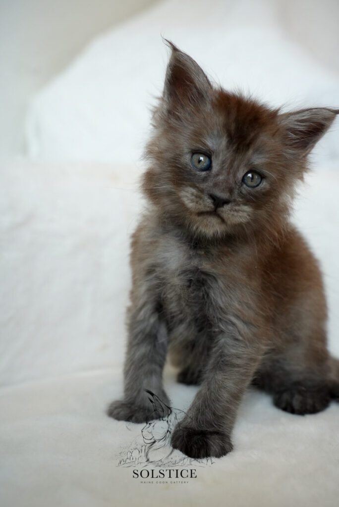 Carbon, a five-week-old black smoke female Maine Coon kitten at Solstice Maine Coons in Arizona