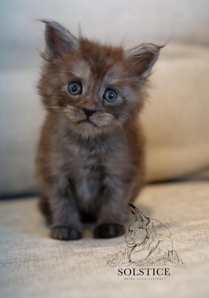Carbon, a black smoke female Maine Coon kitten at 4 weeks old