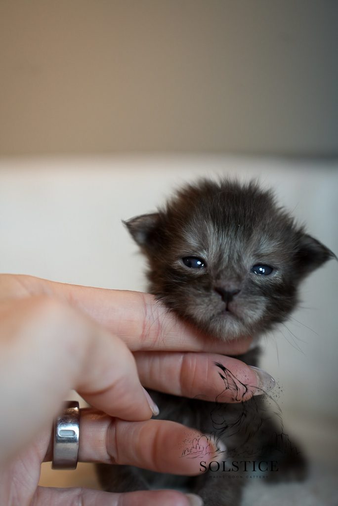 Carbon, a black smoke female Maine Coon kitten from the Elements Litter at Solstice Maine Coons in Arizona.
