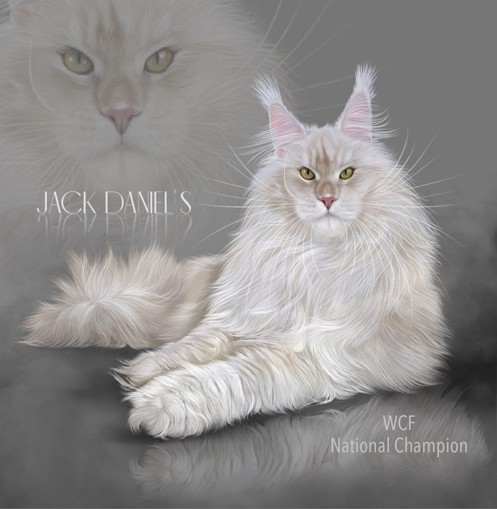 red silver shaded champion maine coon sire Jack Daniels illustrated by Ploarts