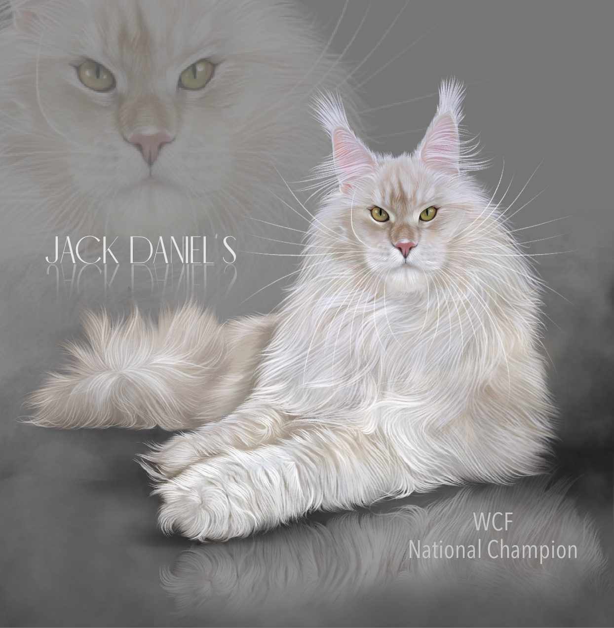 Solstice Maine Coons | Ethical Maine Coon Breeder in Arizona champion Red silver shaded maine coon male arizona