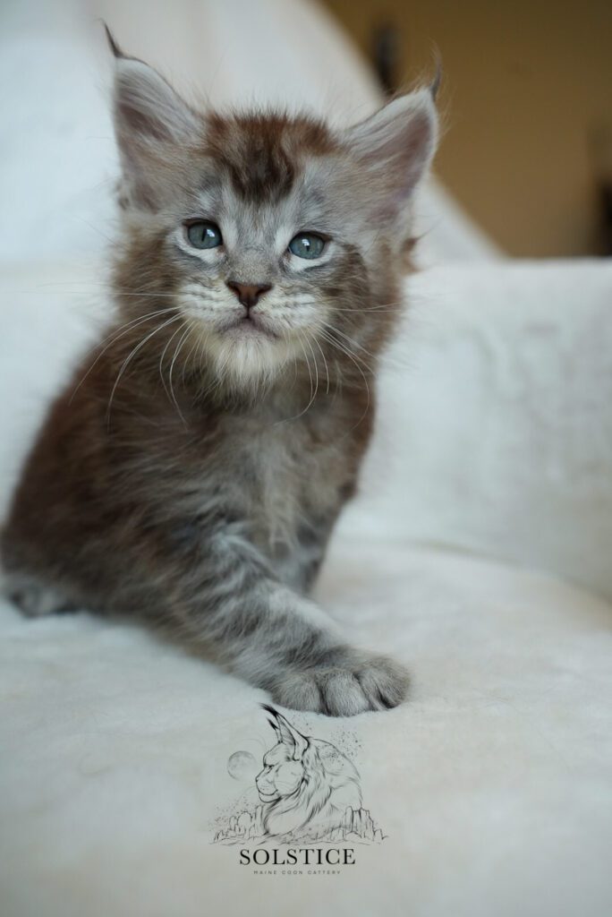 Cobalt, a five-week-old black silver tabby male Maine Coon kitten at Solstice Maine Coons in Arizona