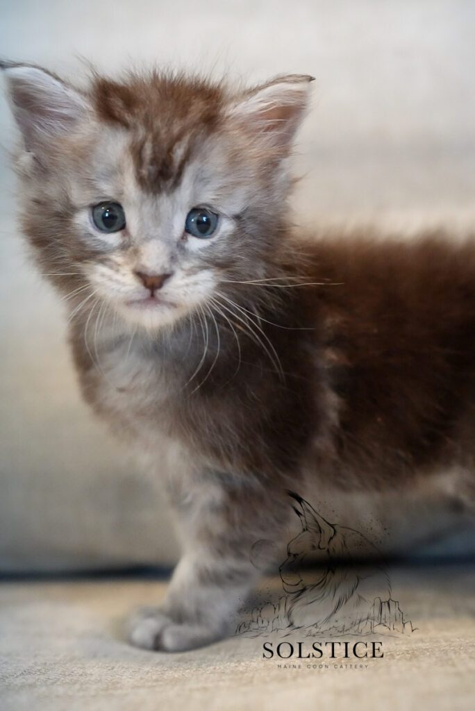 Cobalt, a black silver ticked tabby Maine Coon kitten at 4 weeks old
