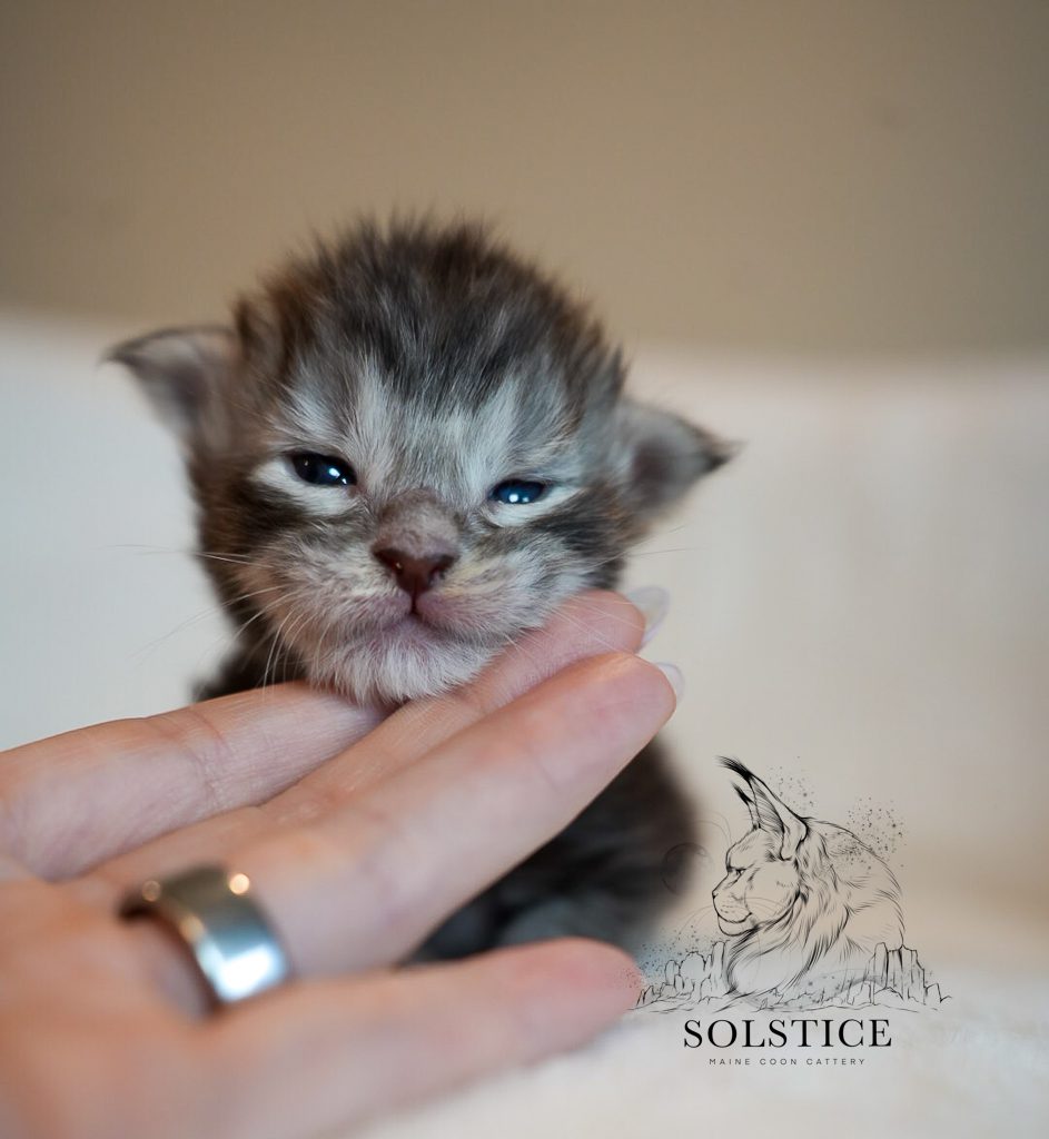 Cobalt, a black silver ticked tabby male Maine Coon kitten from the Elements Litter at Solstice Maine Coons in Arizona.